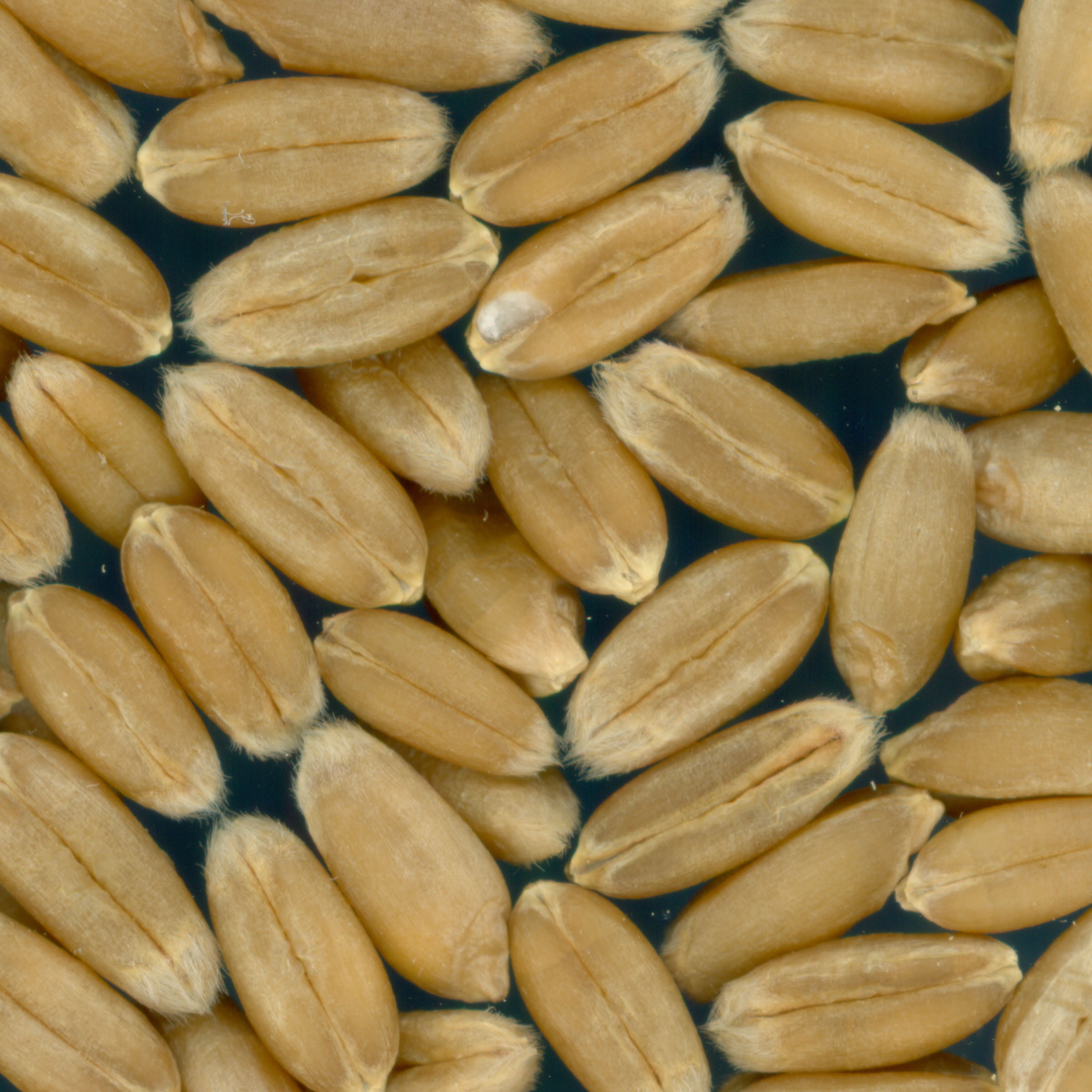 Click for 2 image(s) for this accession. KERNELS